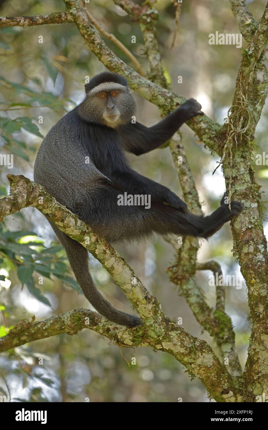 Stuhlmanns blauer Affe (Cercopithecus mitis stuhlmanni) erwachsen, Kakamega Forest, Kenia. Stockfoto