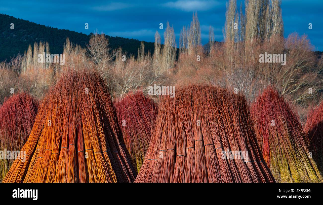 Bündel von cut Weide (Salix), der den Korb Produkte machen, Cuenca, Castilla-La Mancha, Spanien, Dezember. Stockfoto
