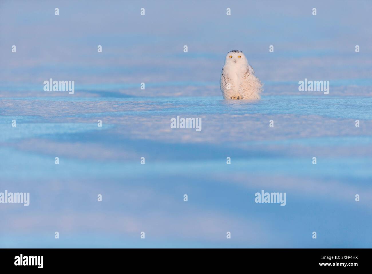 Schneeeule (Bubo scandiacus), Ontario, Kanada, Januar. Stockfoto