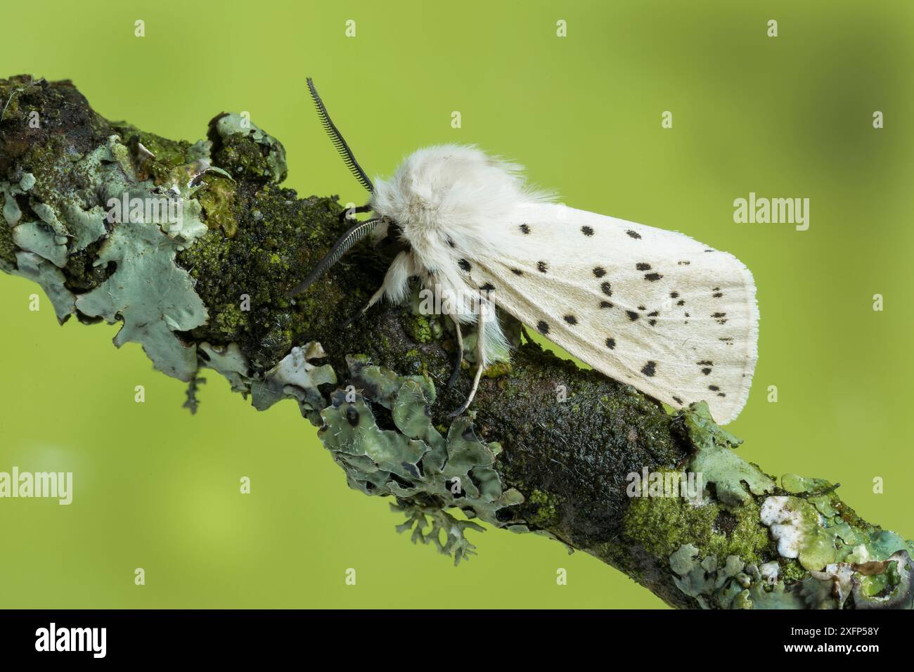 Weißer Hermelinmotten (Spilosoma öcipeda) Monmouthshire, Wales, UK, Mai. Fokussiertes, gestapeltes Bild. Stockfoto