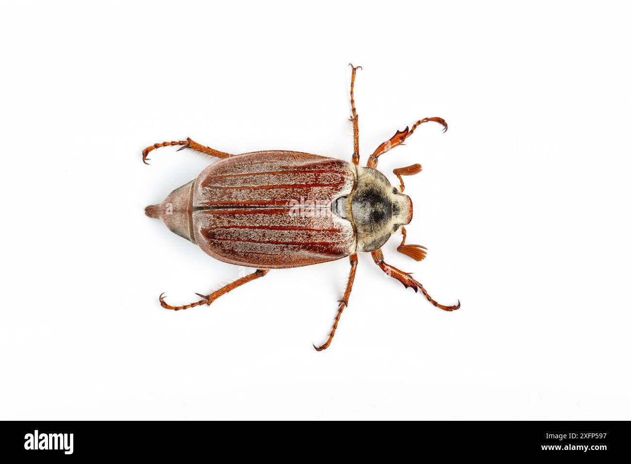 Gemeiner Cockchafer oder Maybug (Melolontha melolontha) auf weißem Hintergrund Monmouthshire, Wales, UK, April. Fokussiertes, gestapeltes Bild. Stockfoto