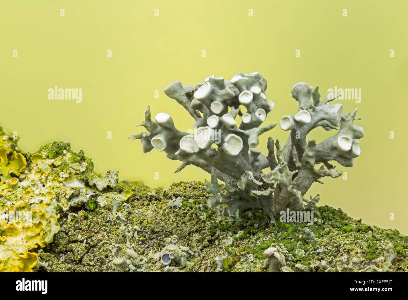 Fruticose Flechte (Ramalina fastigiata) wächst unter anderem auf einem toten Sycamore-Zweig in Catbrook, Monmouthshire. Fokussiertes, gestapeltes Bild. Stockfoto
