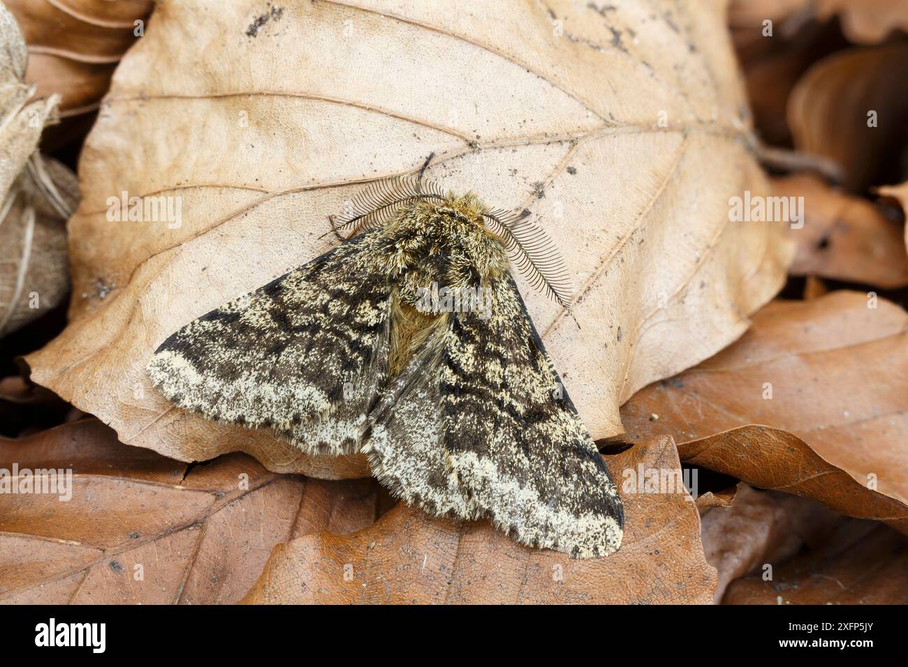 Brindled Beauty Moth (Lycia hirtaria) Monmouthshire, Wales, Großbritannien, April. Fokussiertes, gestapeltes Bild. Stockfoto