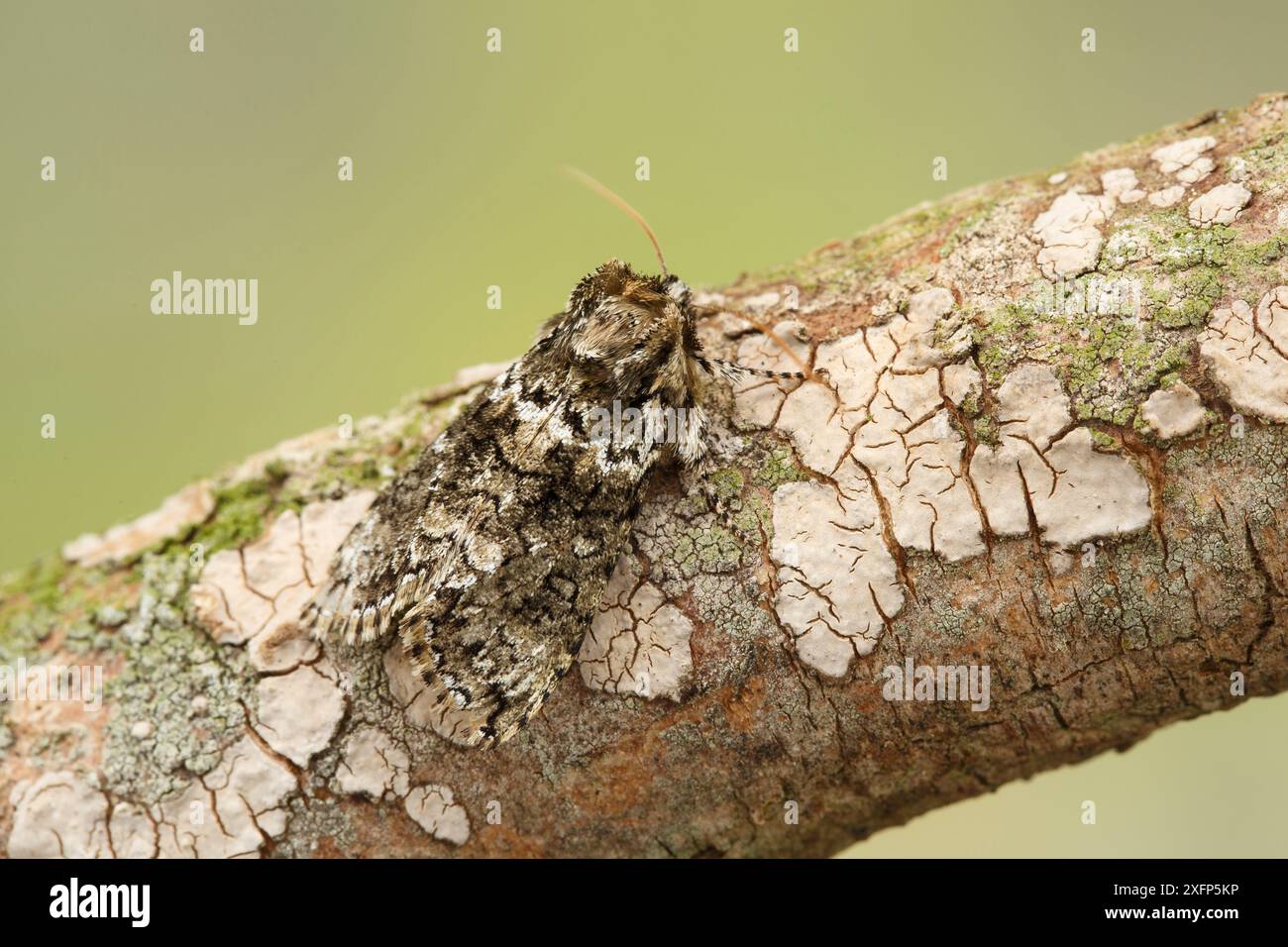 Frosted Green Moth (Polyploca ridens) Monmouthshire, Wales, Vereinigtes Königreich. April. Fokussiertes, gestapeltes Bild. Stockfoto