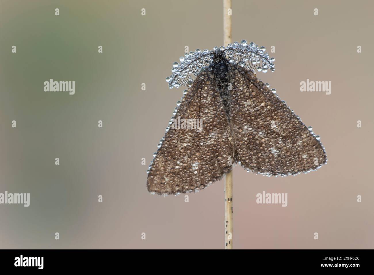 Gemeine Heidemotte (Ematurga atomaria) männlich, Klein Schietveld, Brasschaat, Belgien, Juni. Stockfoto