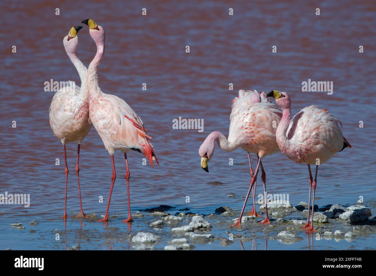 James's Flamingo (Phoenicoparrus jamesi) Laguna Colorada / Reserva Eduardo Avaroa, Altiplano, Bolivien Stockfoto