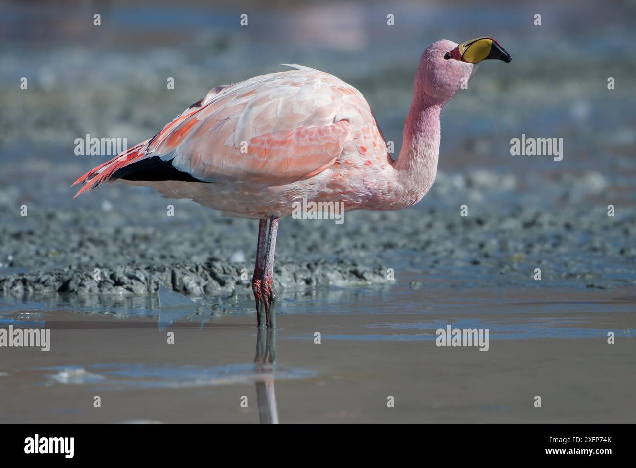 James's Flamingo (Phoenicoparrus jamesi) Laguna Hedionda, Altiplano, Bolivien Stockfoto