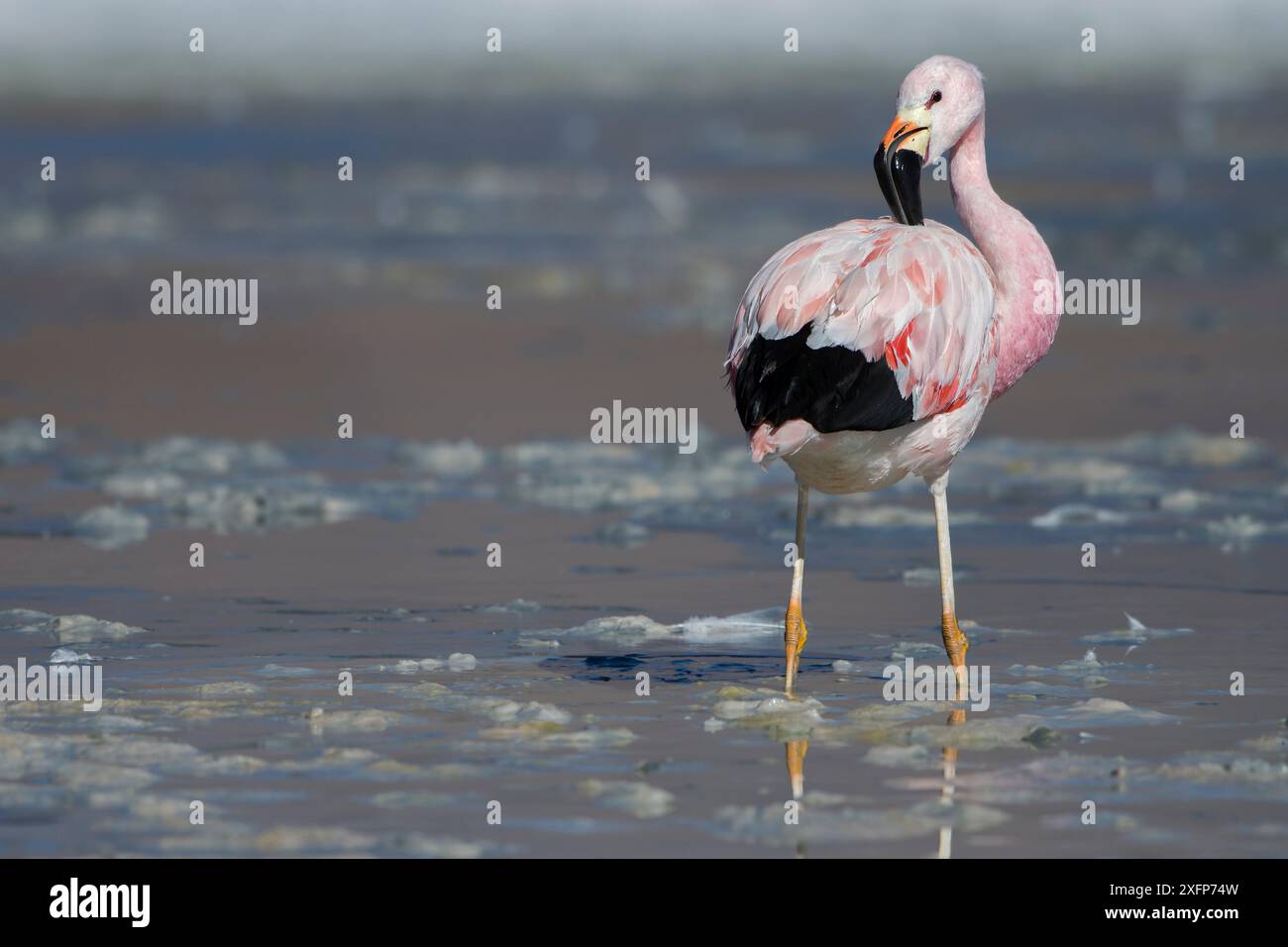 Anden-Flamingo (Phoenicoparrus andinus), der am Ufer der Laguna Hedionda, Altiplano, Bolivien, wächst Stockfoto