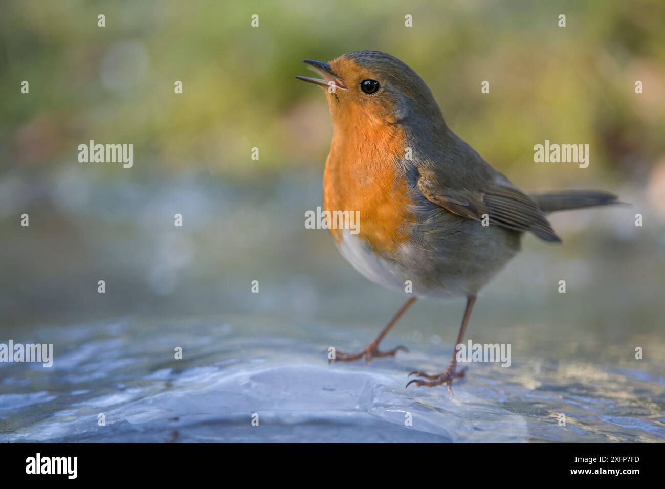 Robin (Erithacus rubecula) trinkt in kleiner Eislücke, Brasschaat, Belgien, Januar. Stockfoto