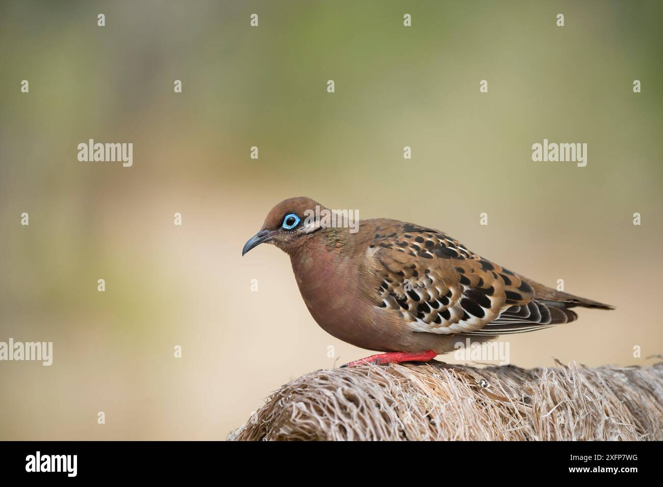 Galapagos Taube (Zenaida galapagoensis) Santa Fe Island, Galapagos Stockfoto