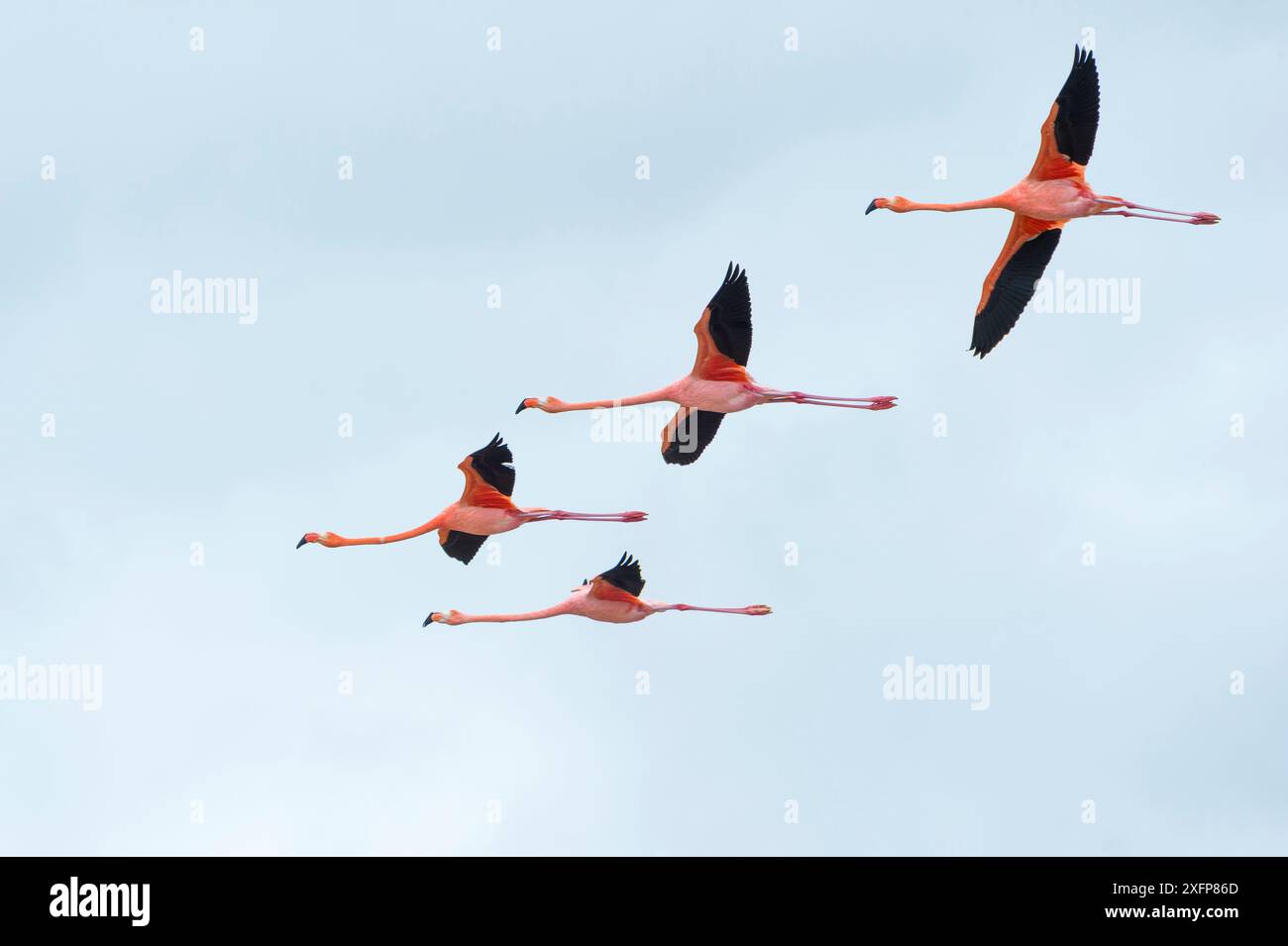 Amerikanischer Flamingo (Phoenicopterus ruber) vierköpfige Gruppe im Flug, Punta Cormorant, Floreana Island, Galapagos Stockfoto