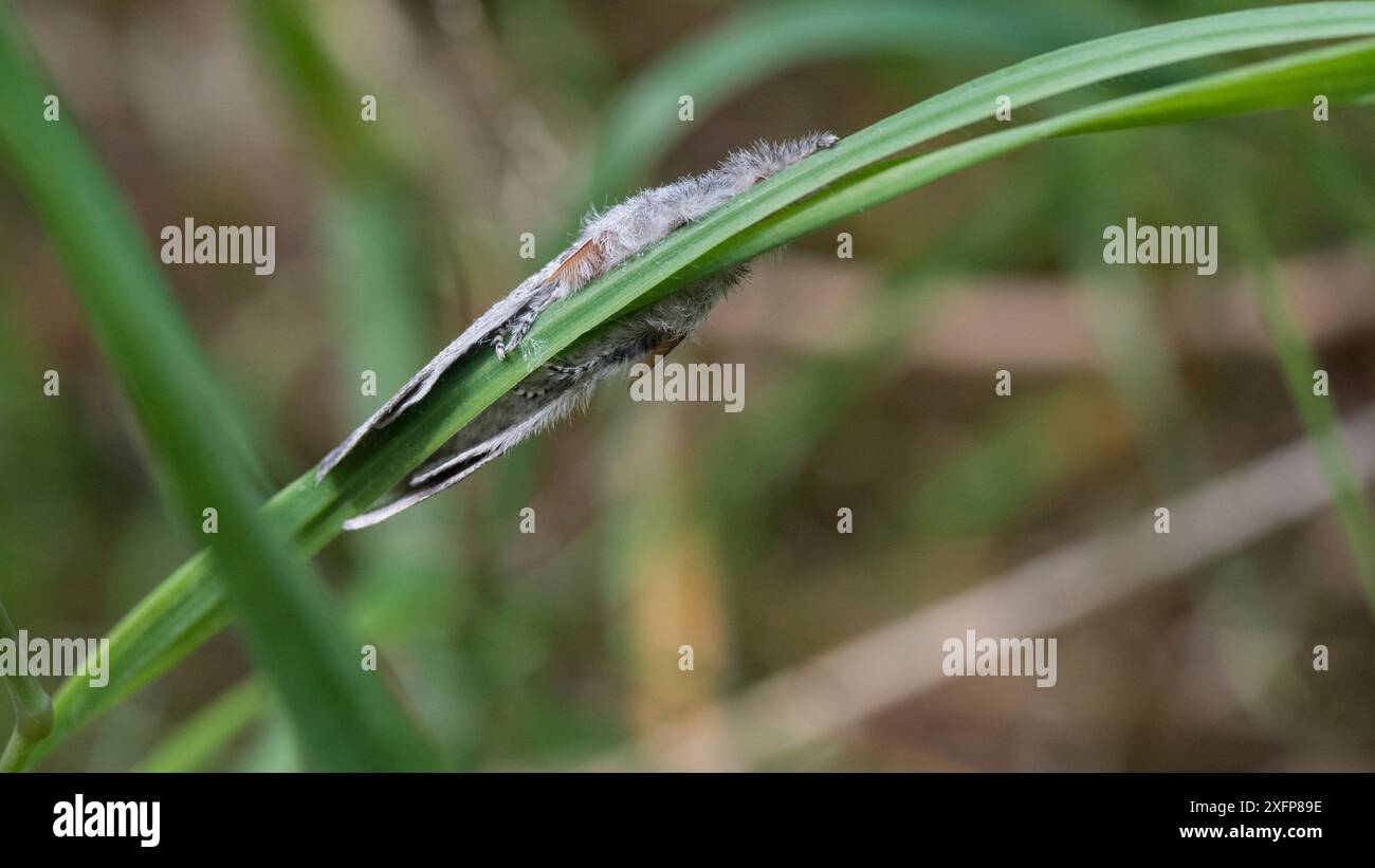 Blasser Tussock Moth (Calliteara pudibunda), männlich auf Gras ruht, Finnland, Juni. Stockfoto