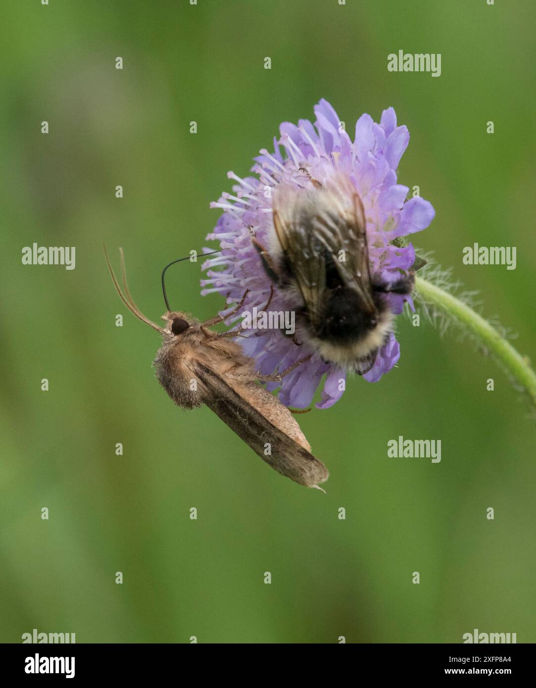 Motte (Chersotis cuprea) auf dem Feld mit Hummel, Finnland Stockfoto