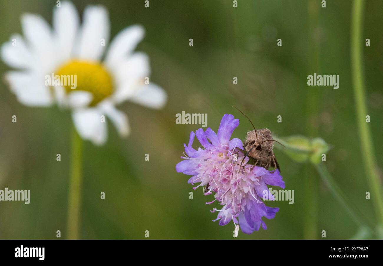 Motte (Chersotis cuprea) auf dem Feld, mit Ochsenauge Gänseblümchen im Hintergrund, Finnland Stockfoto