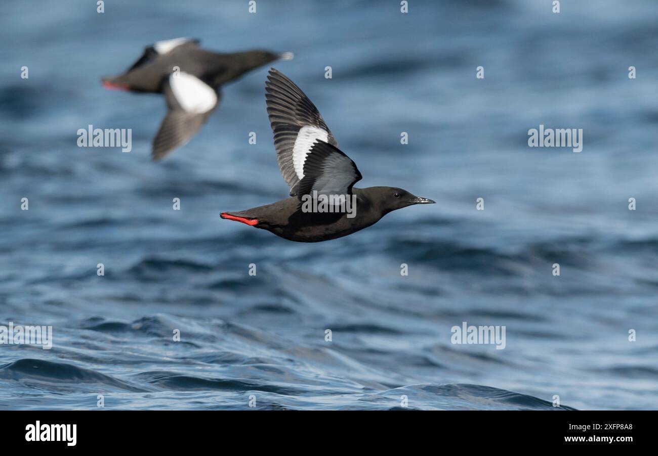 Schwarze Guillemots (Cepphus grylle) zwei fliegen über Meer, Finnland, April. Stockfoto