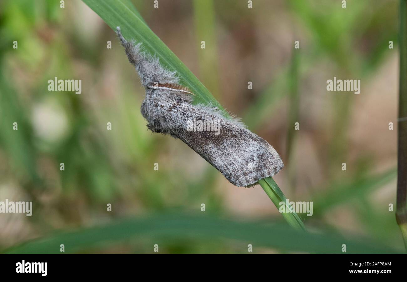 Blasser Tussock Moth (Calliteara pudibunda), männlich auf Gras ruht, Finnland, Juni. Stockfoto