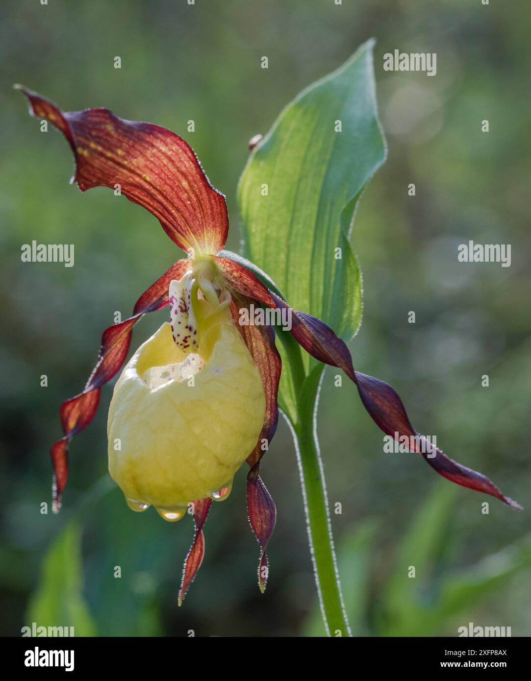 Damenschuh Orchidee (Cypripedium calceolus) mit Regentropfen, Finnland, Juli. Stockfoto