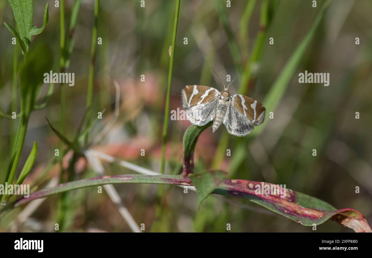 Silberfalter (Deltote bankiana), Finnland, Juni. Stockfoto
