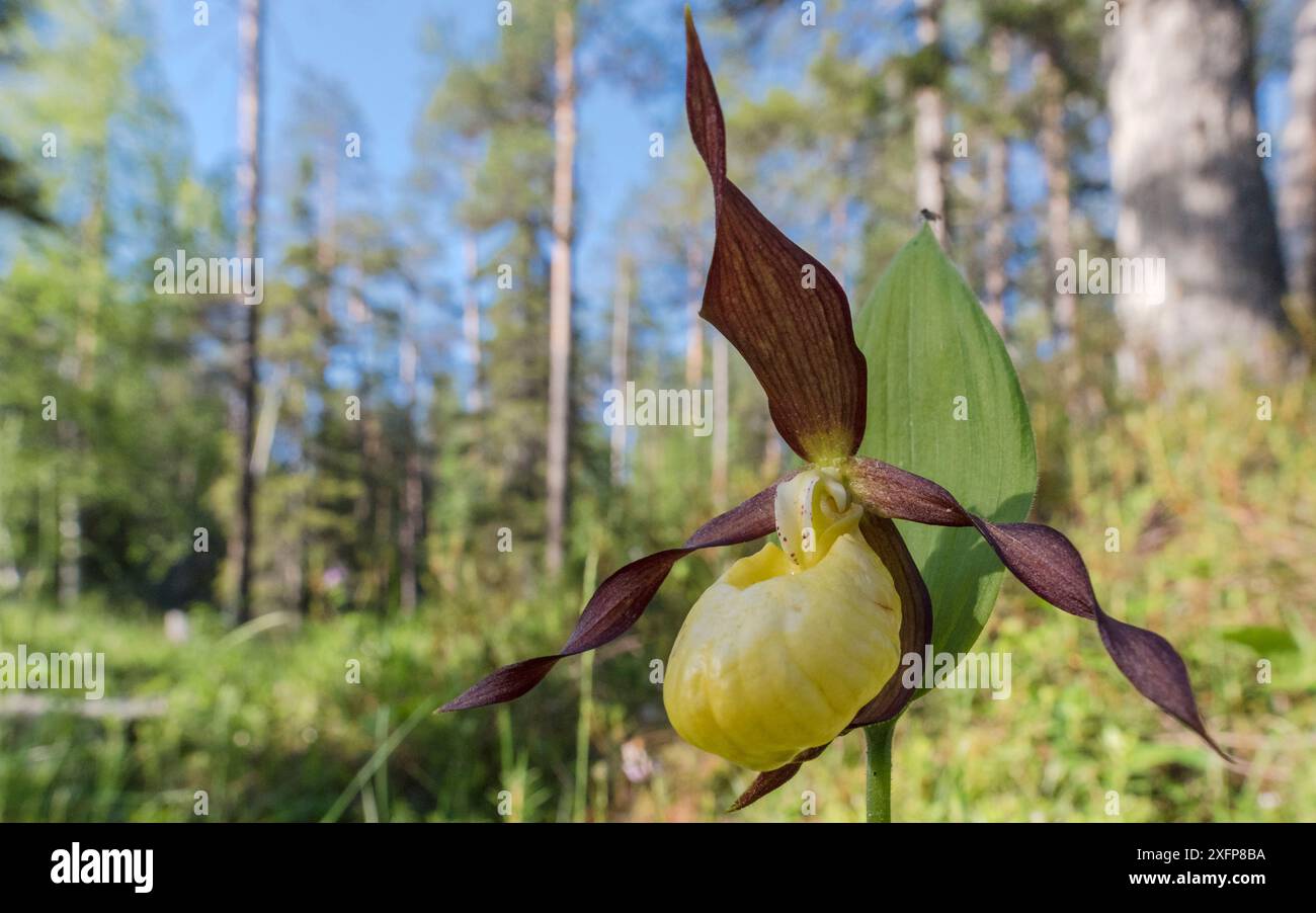 Damenschuh Orchidee (Cypripedium calceolus), im Waldgebiet, Finnland, Juli. Stockfoto