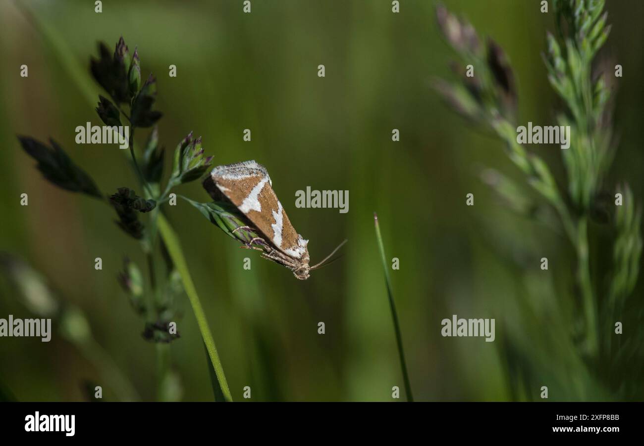 Silberfalter (Deltote bankiana), Finnland, Juni. Stockfoto