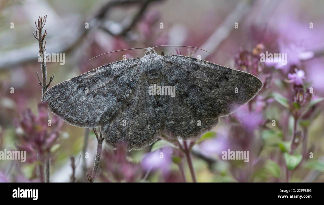 Schottische Annuletmotte (Gnophos obfuscata) Finnland, Juli. Stockfoto