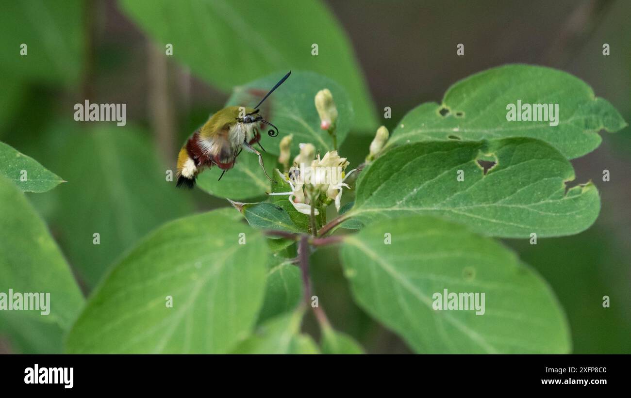 Breitgefächerte Bienenfalenmotte (Hemaris fuciformis), Fütterung bei der Fliege-Geißblatt (Lonicera xylosteum), Finnland, Juni. Stockfoto