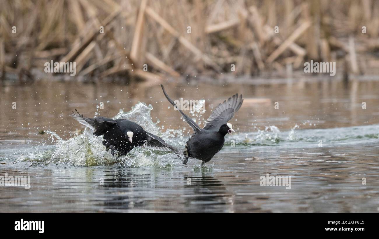 Coot (Fulica atra), kämpfende Männchen, Finnland, April. Stockfoto