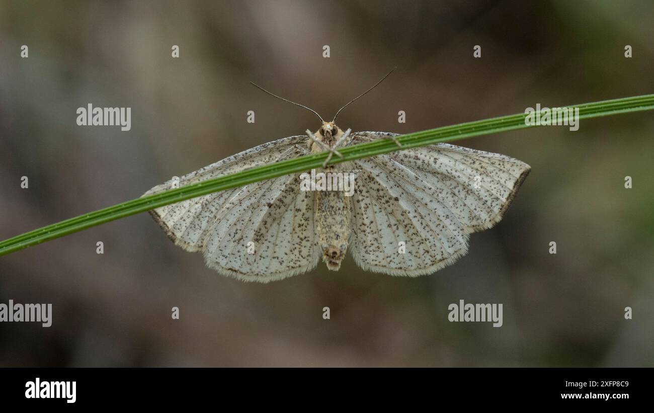 Moth (Hypoxystis pluviaria), weiblich, Finnland, Juni. Stockfoto