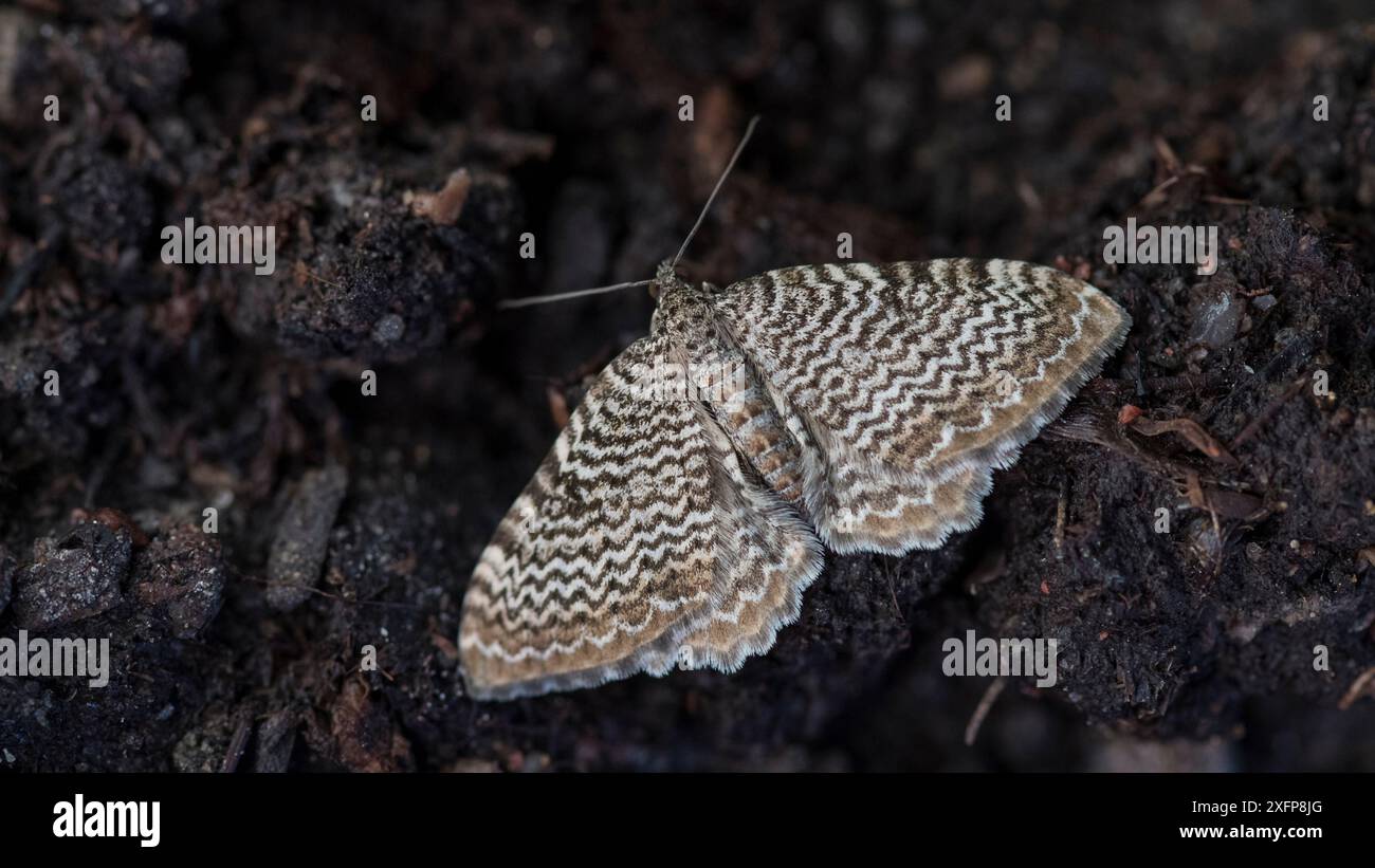 Jakobsmuschel (Rheumaptera undulata) Finnland, Juni. Stockfoto
