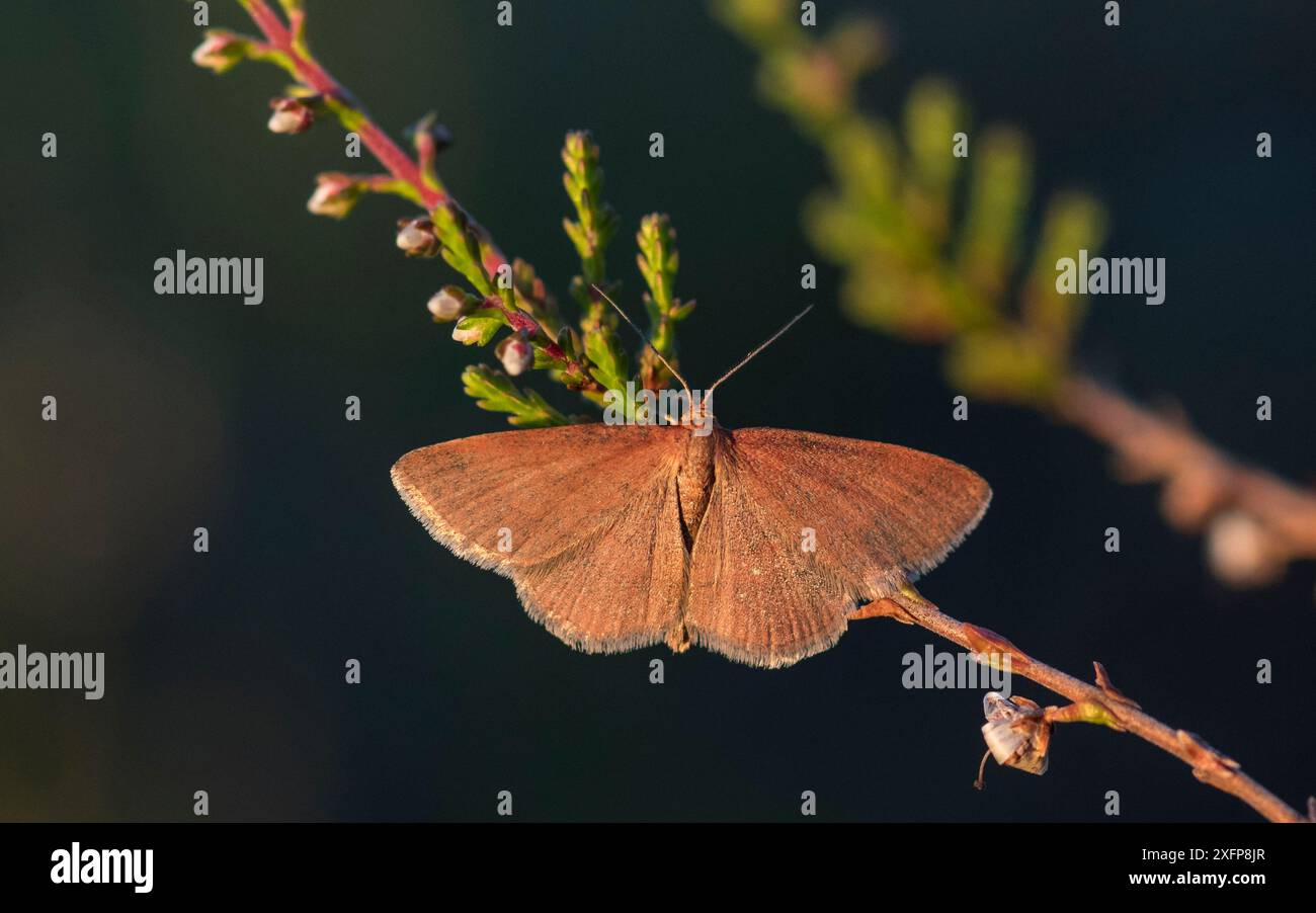 Tawny Wave Moth (Scopula rubiginata) Ural, Finnland, Juli. Stockfoto