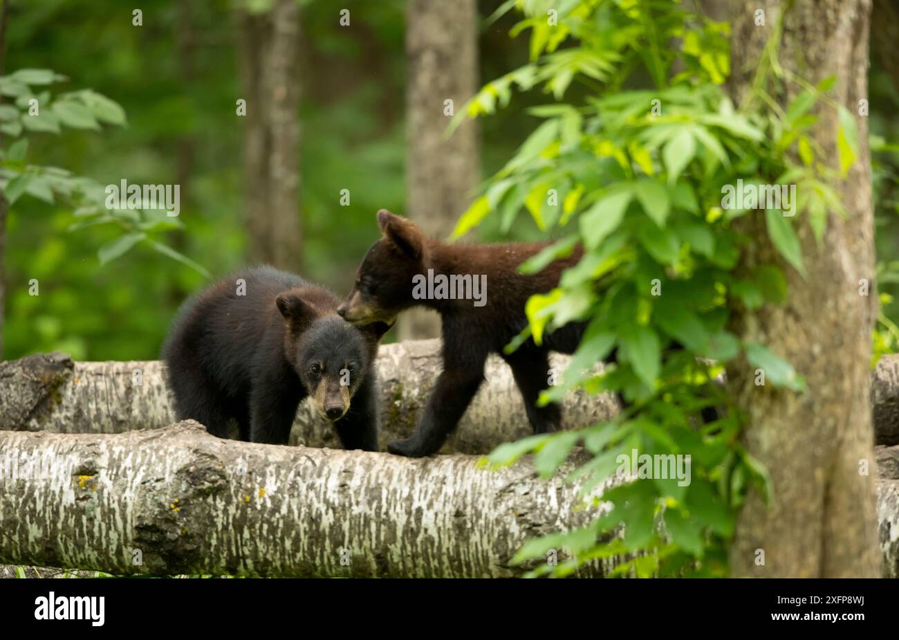 Schwarzbärenjungen (Ursus americanus) spielen, Minnesota, USA, Juni. Stockfoto