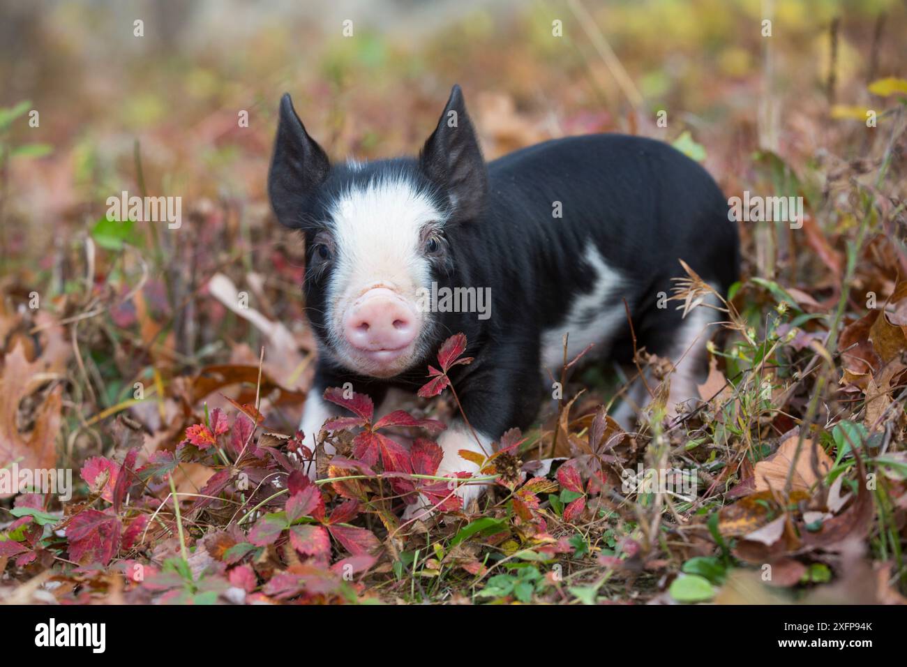 Reinrassiges Berkshire-Ferkel im Herbstlaub, Smithfield, Rhode Island, USA Stockfoto