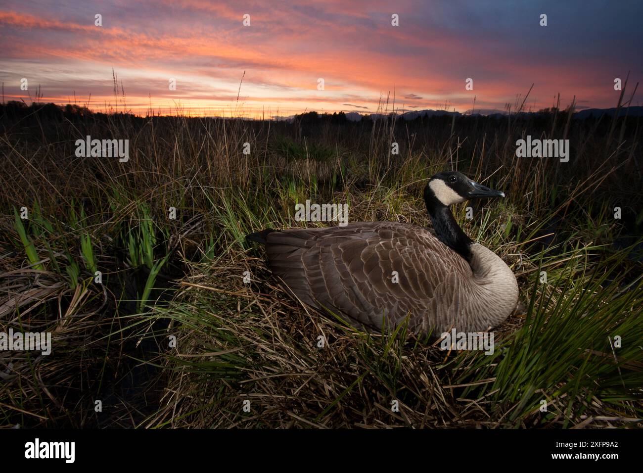 Kanadische Gänse (Branta canadensis) nistet am Ufer des Burnaby Lake bei Sonnenuntergang, Burnaby, British Columbia, Kanada. April. Stockfoto