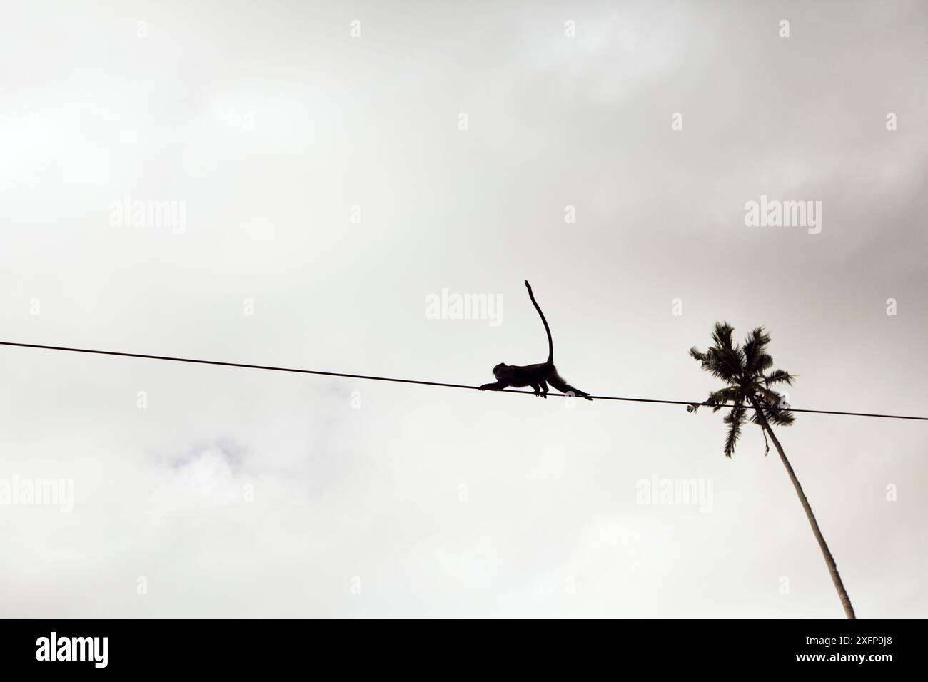 Der Zanzibar-sykes-Affe (Cercopithecus mitis albogularis) benutzt ein Stromkabel, um eine Straße zu überqueren. Jozani-Chwaka Bay Nationalpark, Sansibar, Tansania. Mai. Stockfoto