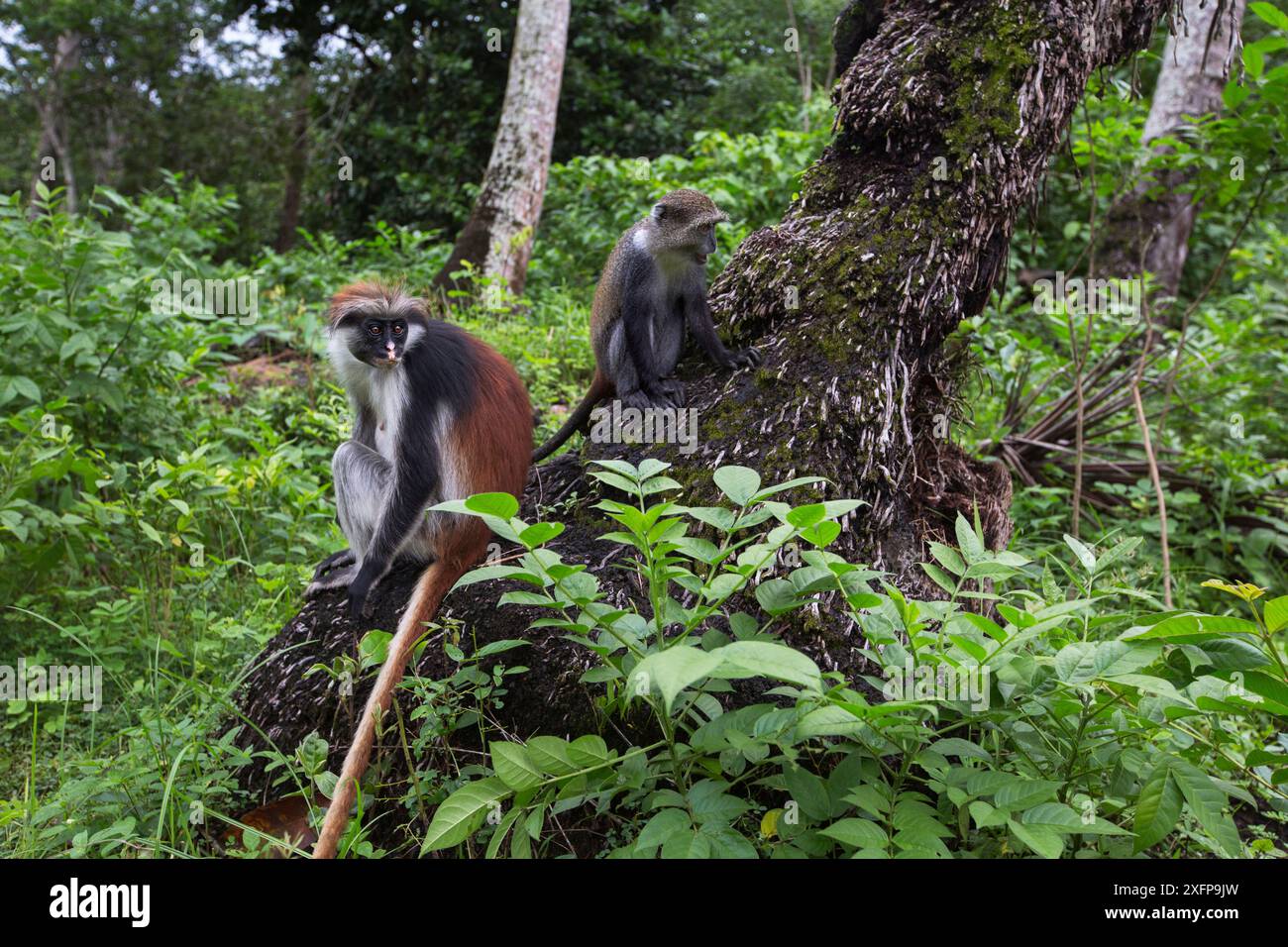 Sansibar Red Colobus (Procolobus kirkii) und Sansibar sykes Affe (Cercopithecus mitis albogularis) sitzen zusammen auf einer Palme. Jozani-Chwaka Bay Nationalpark, Sansibar, Tansania. Mai. Stockfoto