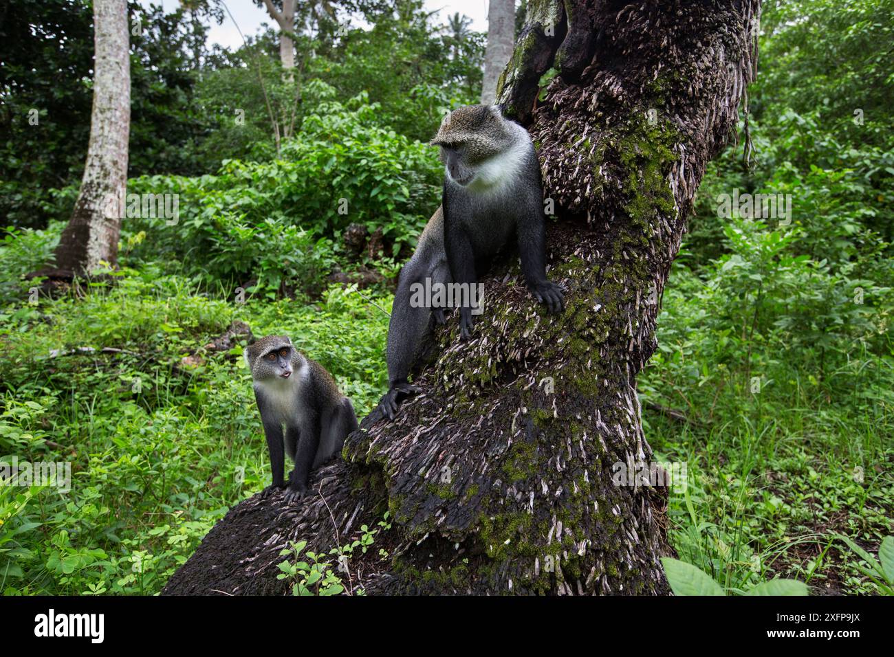 Sansibar-sykes-Affen (Cercopithecus mitis albogularis) an einer Palme. Jozani-Chwaka Bay Nationalpark, Sansibar, Tansania. Mai. Stockfoto