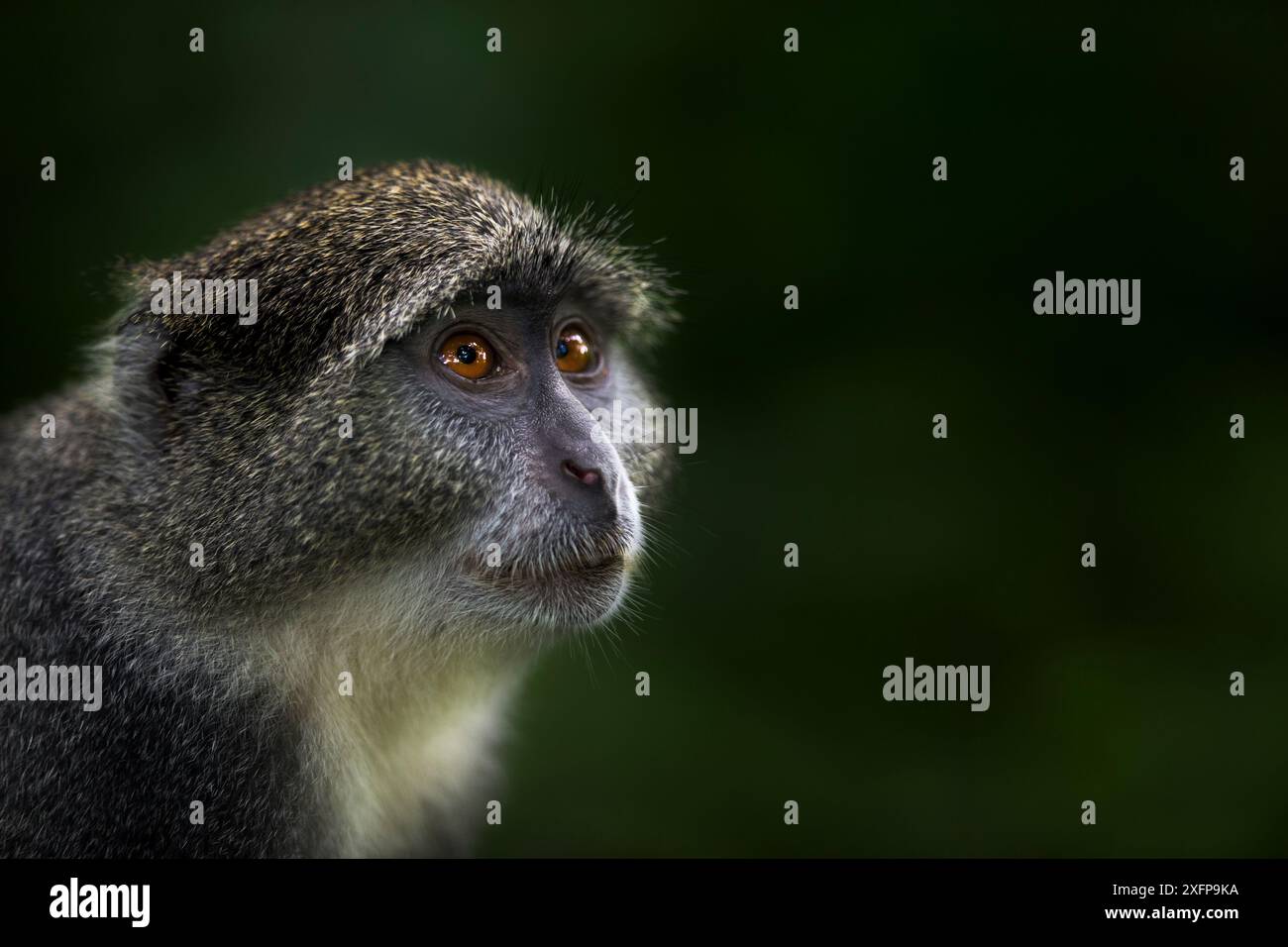 Porträt des Zanzibar-sykes-Affen (Cercopithecus mitis albogularis) Jozani-Chwaka Bay Nationalpark, Sansibar, Tansania. Mai. Stockfoto