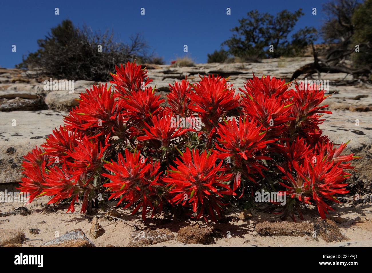 Indischer Pinsel in Blume (Castilleja coccinea), Capitol Reef National Park, Utah, USA, April. Stockfoto