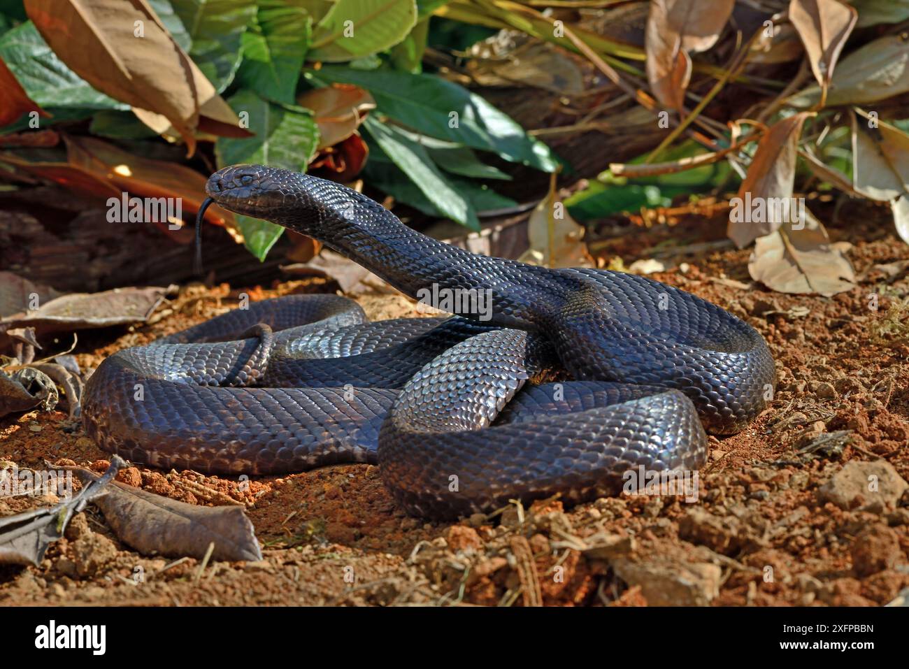 Pituophis melanoleucus lodingi (Pituophis melanoleucus lodingi) Captive kommt in Alabama und Lousiana, USA, vor Stockfoto