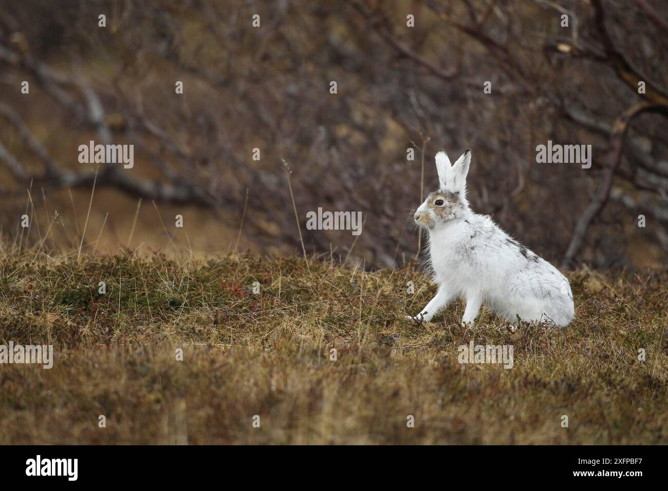 Berghase (Lepus timidus) in weißem Winterfell in der Tundra, Lappland, Nordnorwegen, Norwegen, Skandinavien Stockfoto