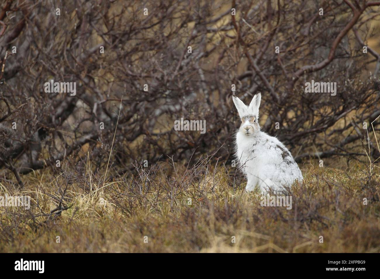 Berghase (Lepus timidus) in weißem Winterfell in der Tundra, Lappland, Nordnorwegen, Norwegen, Skandinavien Stockfoto