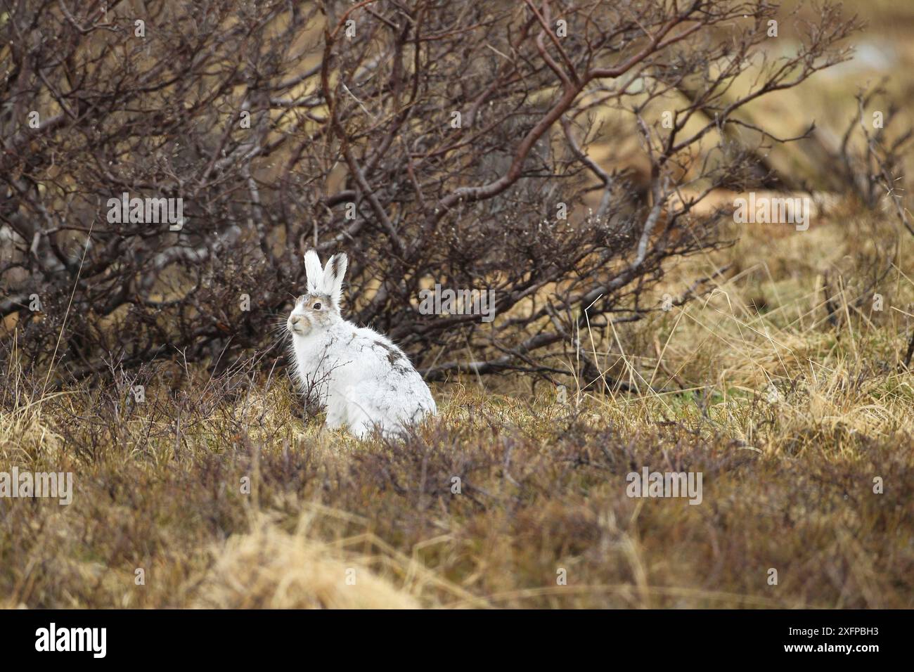 Berghase (Lepus timidus) in weißem Winterfell in der Tundra, Lappland, Nordnorwegen, Norwegen, Skandinavien Stockfoto