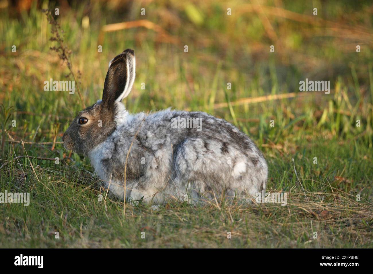 Berghase (Lepus timidus) wechselt von weißem Winterfell zu braunem Sommerfell, Tundra, Lappland, Nordnorwegen, Norwegen, Skandinavien Stockfoto