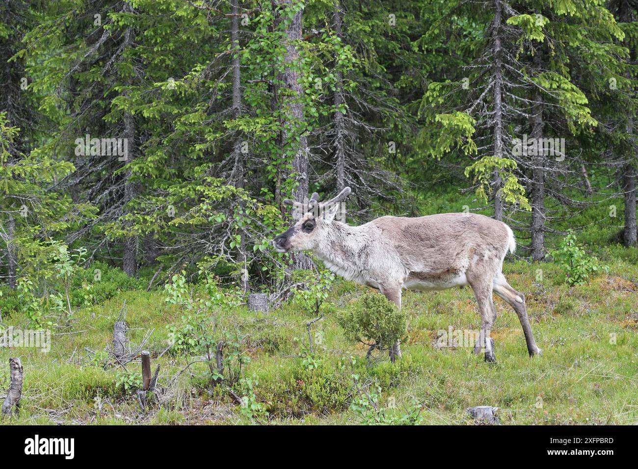 Rentier (Rangifer tarandus) Lappland, Schweden, Skandinavien Stockfoto