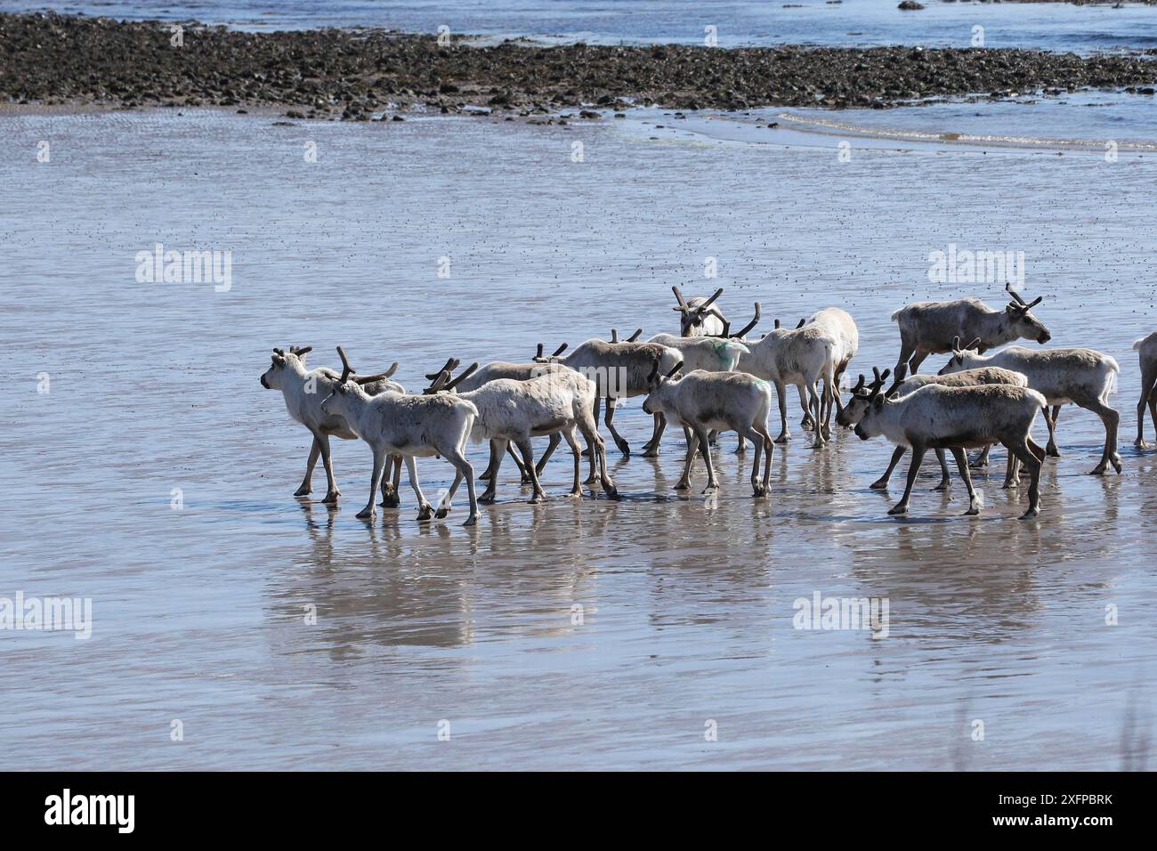 Rentiere (Rangifer tarandus) bei Ebbe am Strand der Barentssee, Nordnorwegen, Lappland, Norwegen, Skandinavien Stockfoto