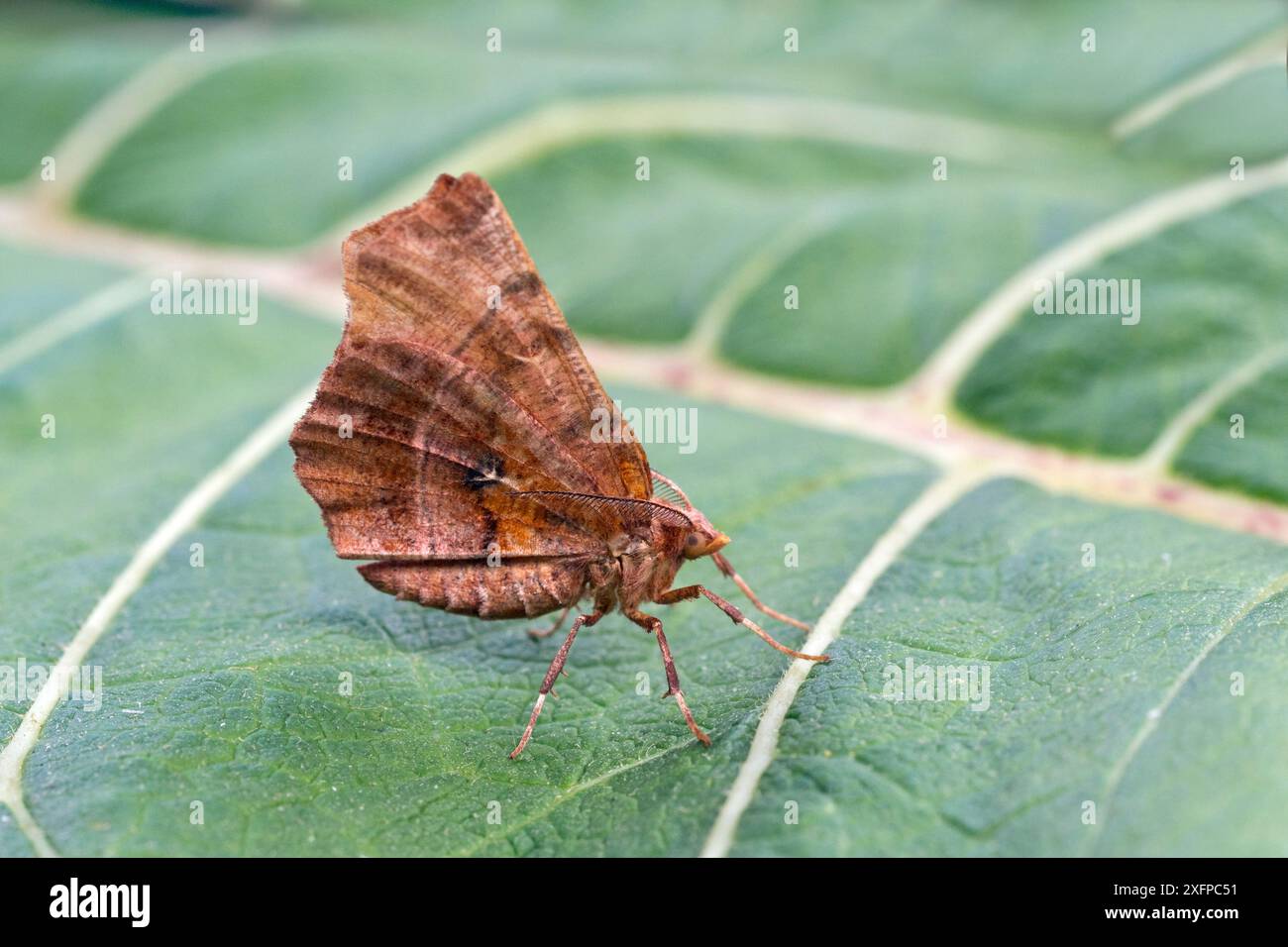 Dornmotte (Selenia dentaria) auf Blatt, Dorset, England, UK, Juli. Stockfoto