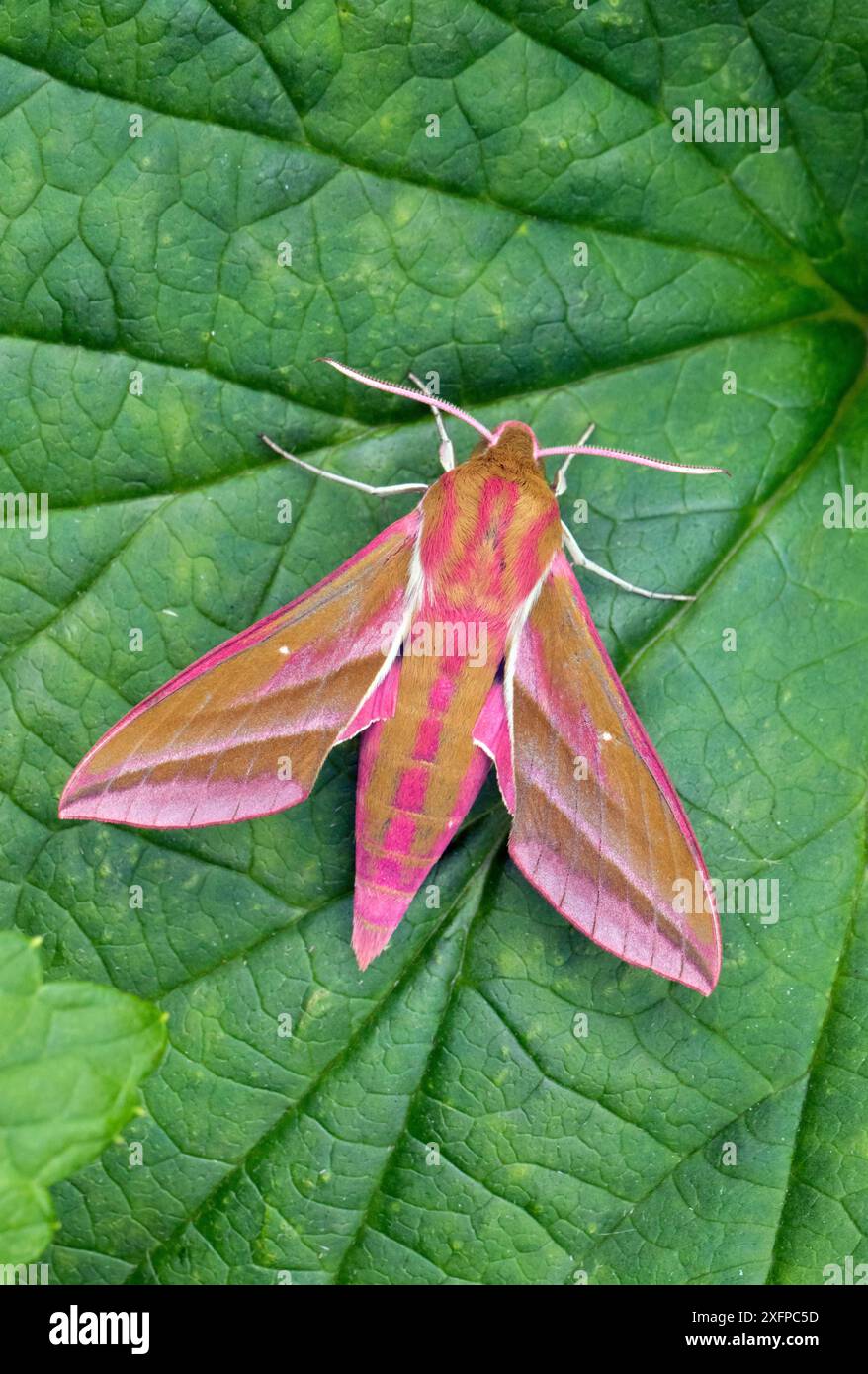 Elefantenfalkmut (Deilephila elpenor) on leaf, Wiltshire, England, UK, Juni. Stockfoto