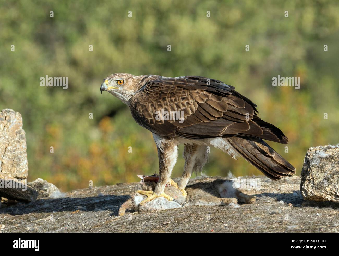 Bonellis Adler (Hieraaetus fasciatus) mit Kaninchenbeute, Spanien, Juni. Stockfoto