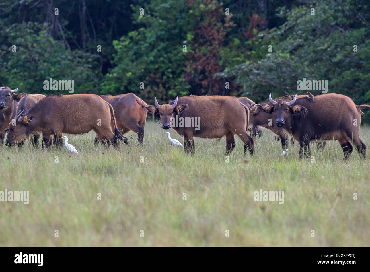 Rotbüffel oder Waldbüffel (Syncerus nanus) in einer Lichtung, Loango Nationalpark, Parc National de Loango, Ogooue-Maritime Provinz, Gabun Stockfoto