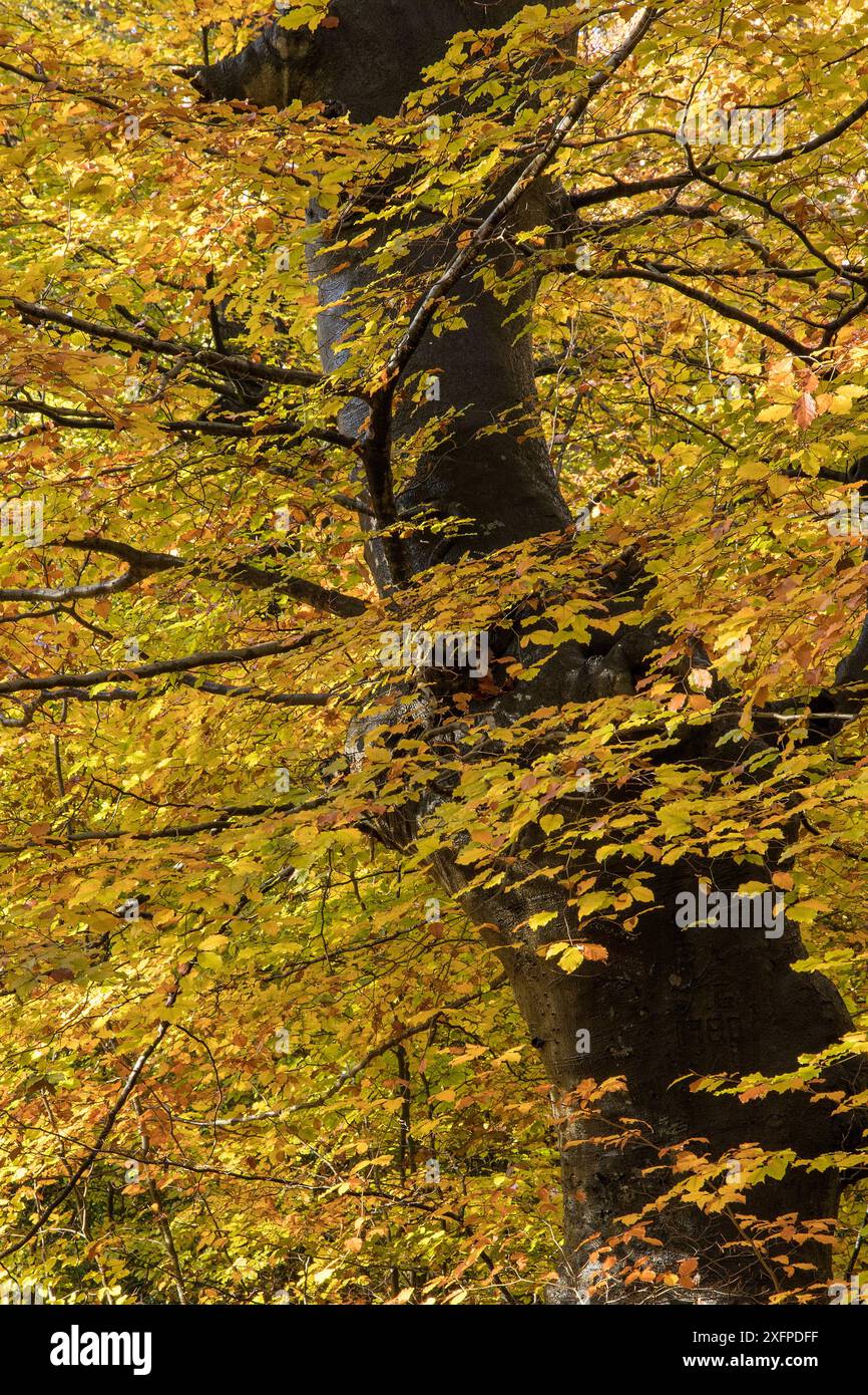 Europäischer Buchenstamm (Fagus sylvatica) mit Herbstlaub, Burnham Beeches, Buckinghamshire, England, Vereinigtes Königreich, Oktober Stockfoto